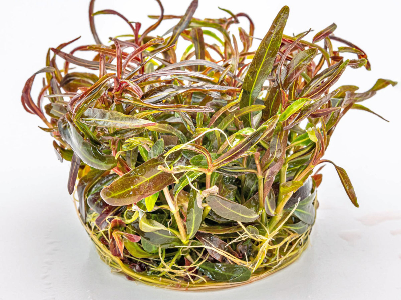 Besonderer Wasserfreund - Hygrophila lancea 'Araguaia' in vitro